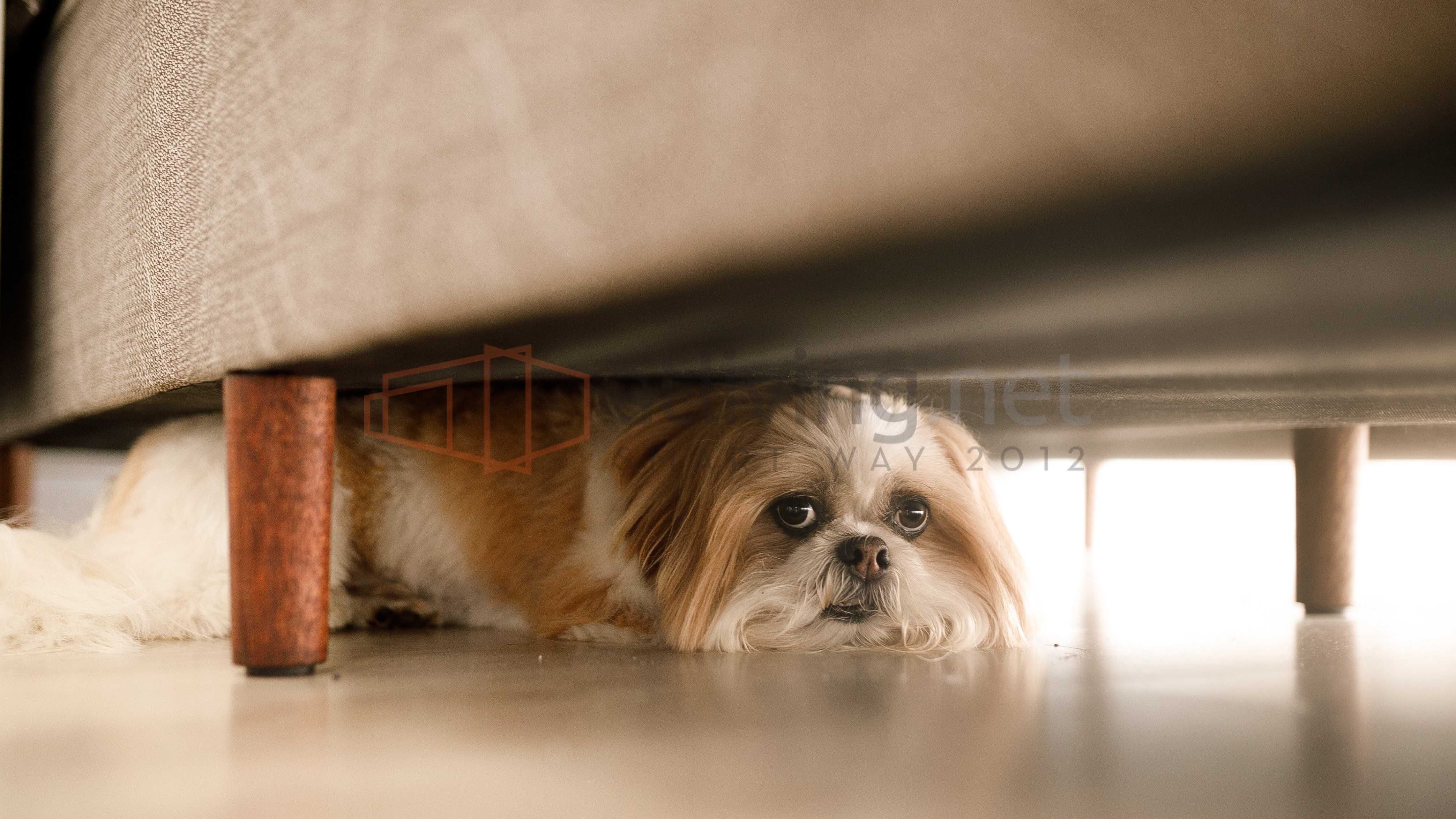 ペット可物件であれば 家に居ない間 犬が吠えても 猫などが鳴いても 問題ないでしょうか 住まいのトラブル無料相談窓口 アリネット