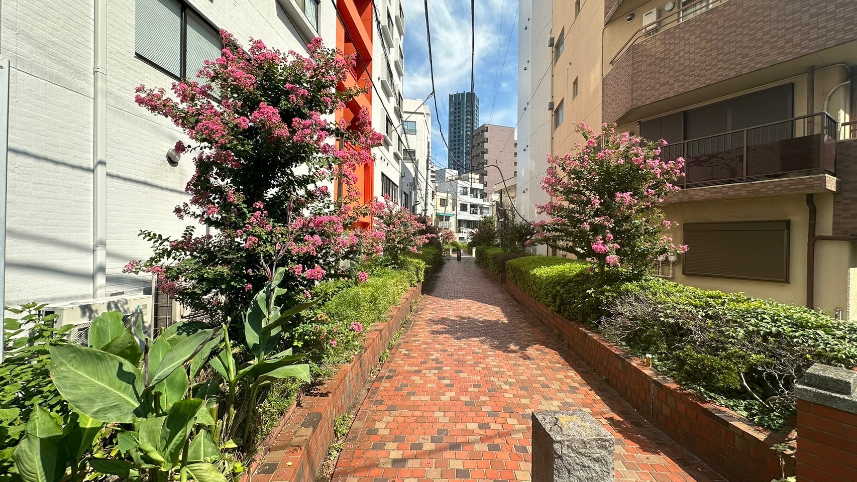 植栽が整備されている歩道